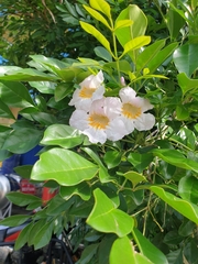 Tabebuia heterophylla