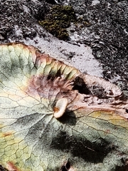 Platycerium superbum