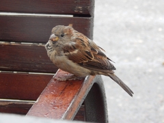 Passer domesticus