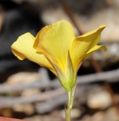 Linum gracile