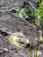 Platycerium superbum