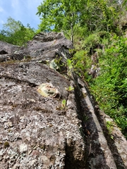 Platycerium superbum