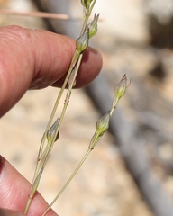 Linum gracile