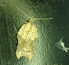 Acleris emargana