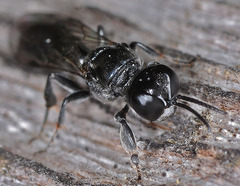 Crossocerus cetratus