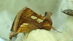 Plusia festucae