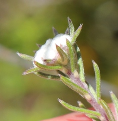 Phylica alba