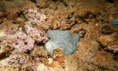 Plesiastrea versipora