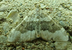 Epirrhoe galiata