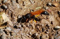 Sceliphron javanum