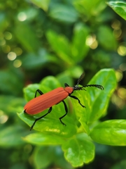 Phyllocladus kasantsevi