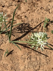 Albuca seineri