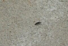 Hippodamia convergens
