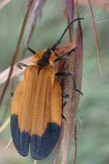 Haplolycus agrestis
