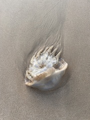 Catostylus tagi