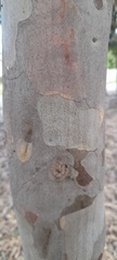 Corymbia citriodora