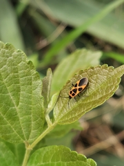Tropidothorax sinensis