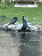 Phalacrocorax carbo