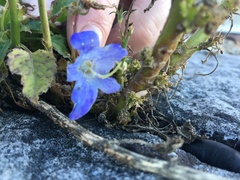 Campanula pyramidalis