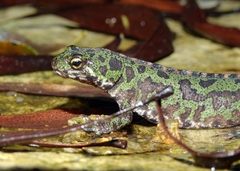 Triturus pygmaeus