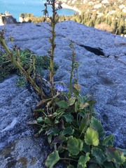Campanula pyramidalis