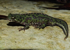 Triturus pygmaeus