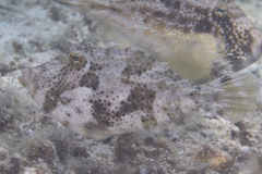 Pseudomonacanthus macrurus