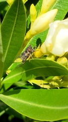 Popplepsalta notialis