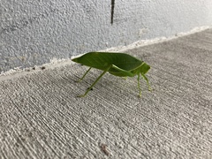 Paracaedicia serrata