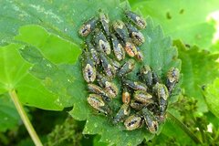 Heterogaster urticae