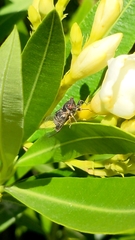 Popplepsalta notialis