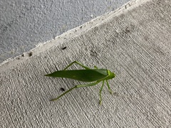 Paracaedicia serrata