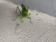 Paracaedicia serrata