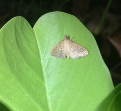 Herpetogramma licarsisalis