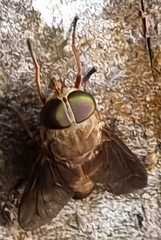 Scaptia auriflua