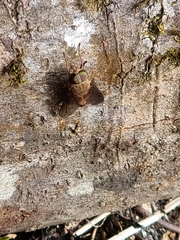 Scaptia auriflua