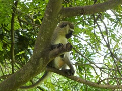 Chlorocebus tantalus