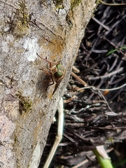 Scaptia auriflua