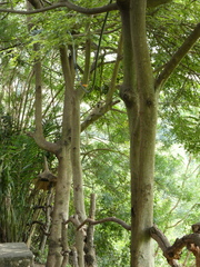 Chlorocebus tantalus