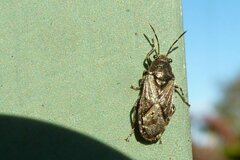 Heterogaster urticae