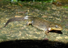 Lissotriton maltzani