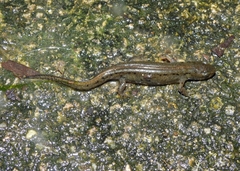Lissotriton maltzani