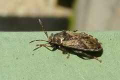 Heterogaster urticae