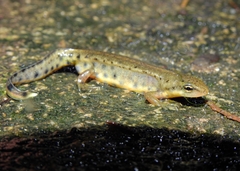 Lissotriton maltzani