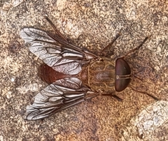 Scaptia auriflua