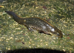 Lissotriton maltzani