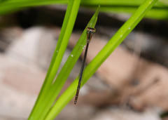 Agriocnemis rubricauda