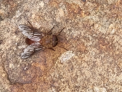 Scaptia auriflua