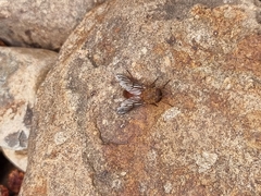 Scaptia auriflua