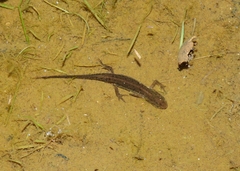 Lissotriton maltzani